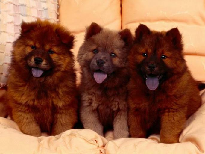 Chow Chow  Poze caini - catei