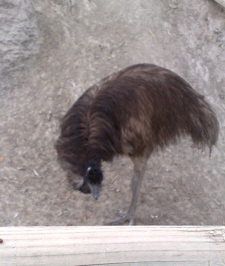 291120091130; emu
