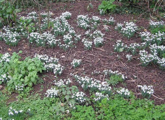 800px-Snowdrop_cluster_arp - Flori