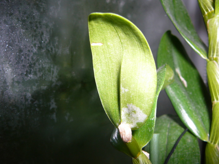 Dendrobium nobile; e  bolnav  dendro.?
