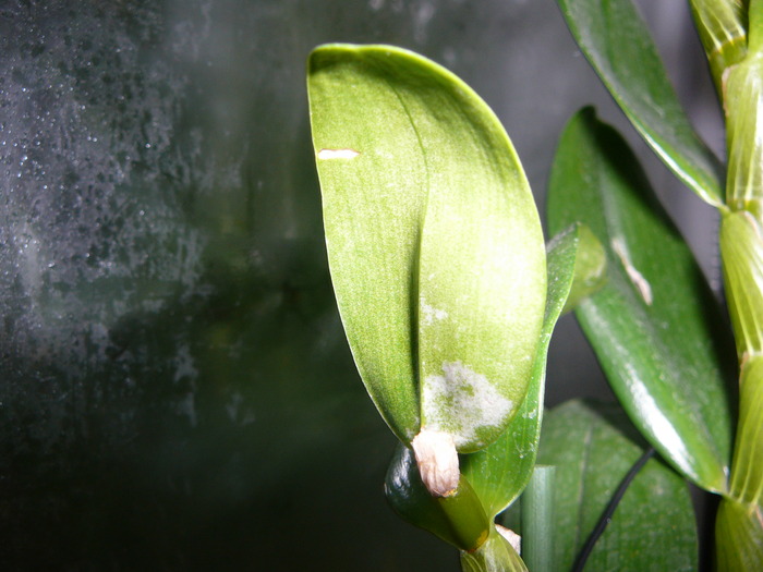 Dendrobium nobile - ORHIDEE