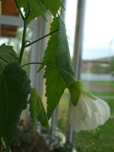 abutilon - Flori