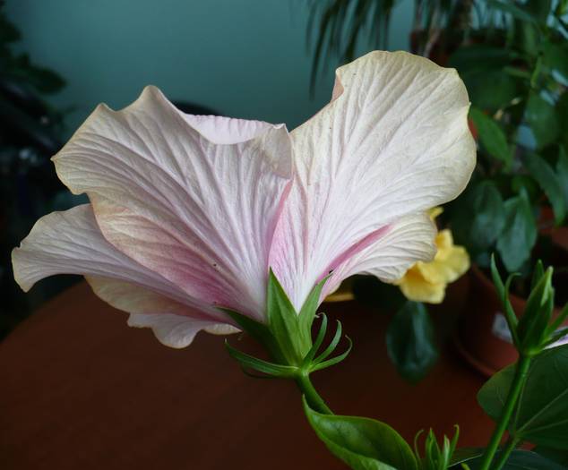 P1130976 - HIBISCUSI