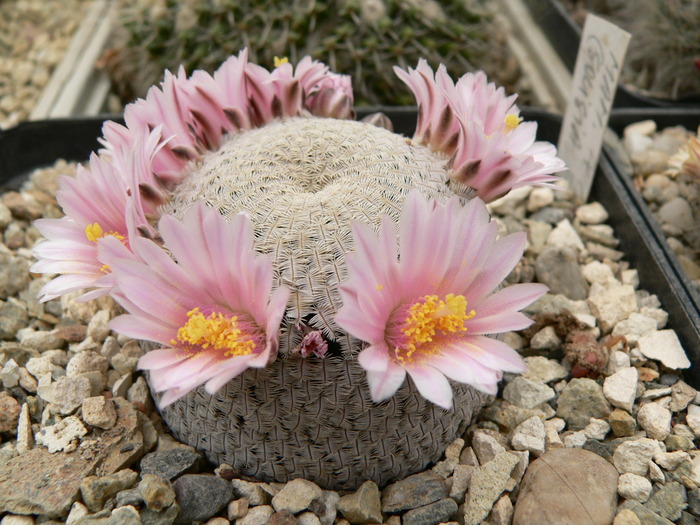 mammillaria_pectinifera_pl1.2