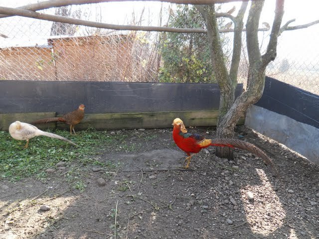 SDC16024
