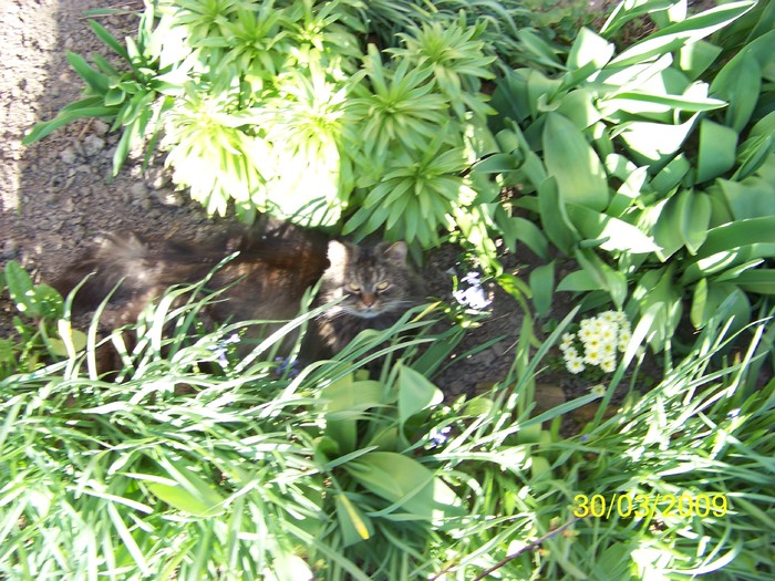 100_0278 - Primavara in curte  Timisoara