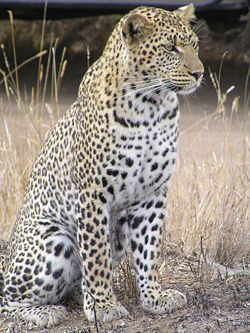 Leopard - Leopard