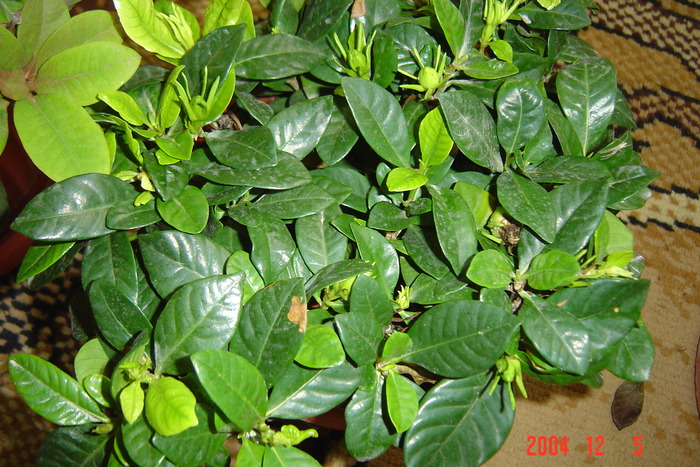 gardenia