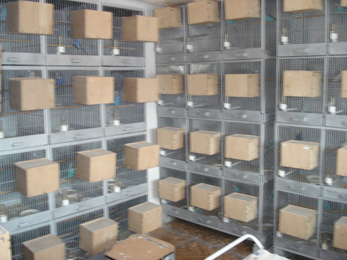 rafturi metalice cu 12 boxe - crescatorie perusi 62 boxe