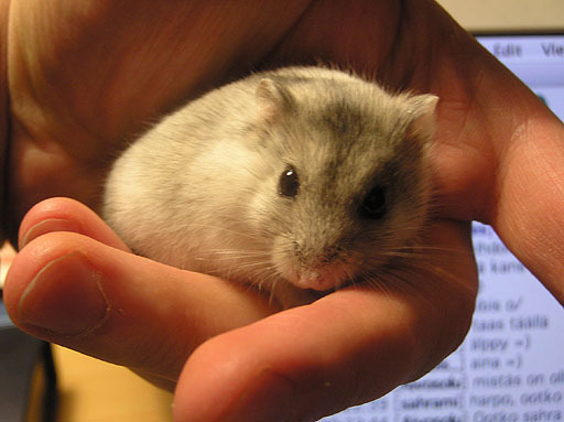 hamster tinut in mana - poze hamsteri