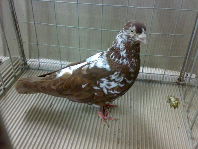 tippler 1 - 1504 Expo Sibiu 2008