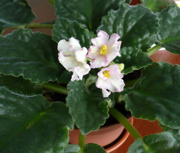 P1130896 - Saintpaulia - violete de camera