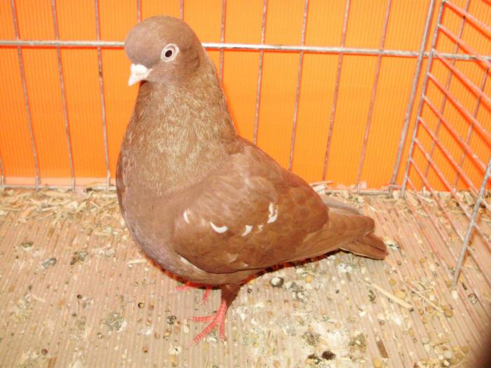 15966 portughez agate 0 - 1505 partea 7