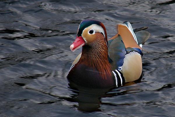 ratoi mandarin