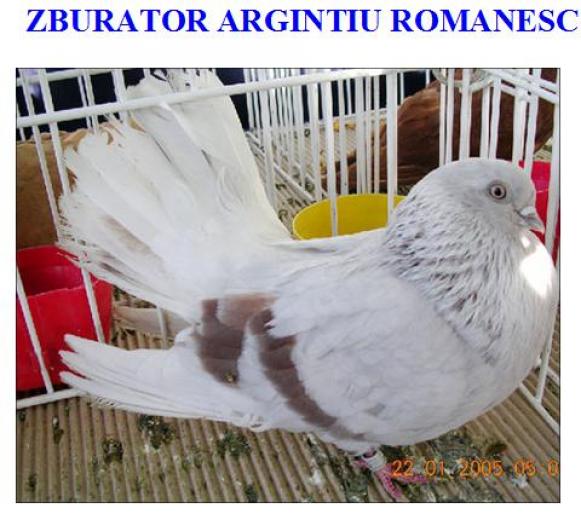 ZBURATOR ARGINTIU ROMANESC - Rase de porumbei