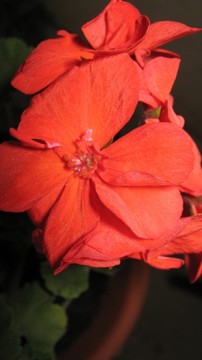 muscata