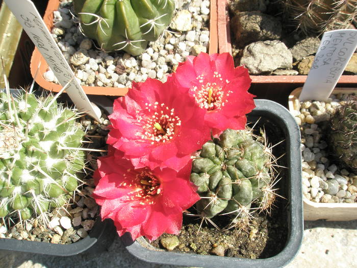 Lobivia - Magda - CACTUSI - ANUL 2008