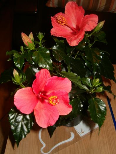 hibiscus hawaii