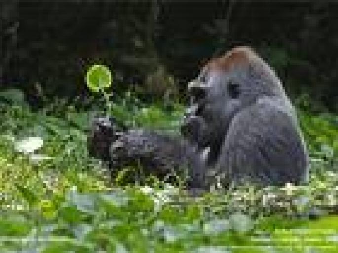 gorila - Animale