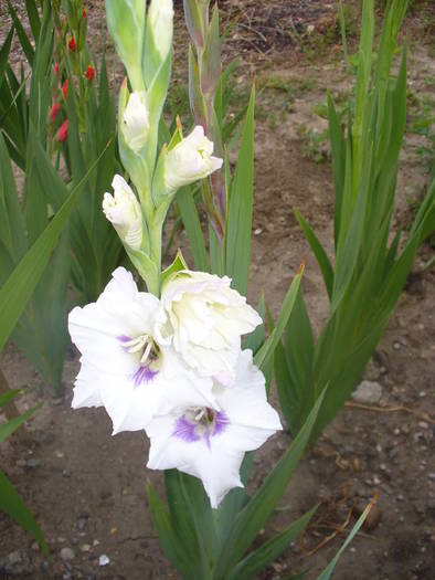 baby baby 445 - gladiole 50 culori- bulbii de vanzare