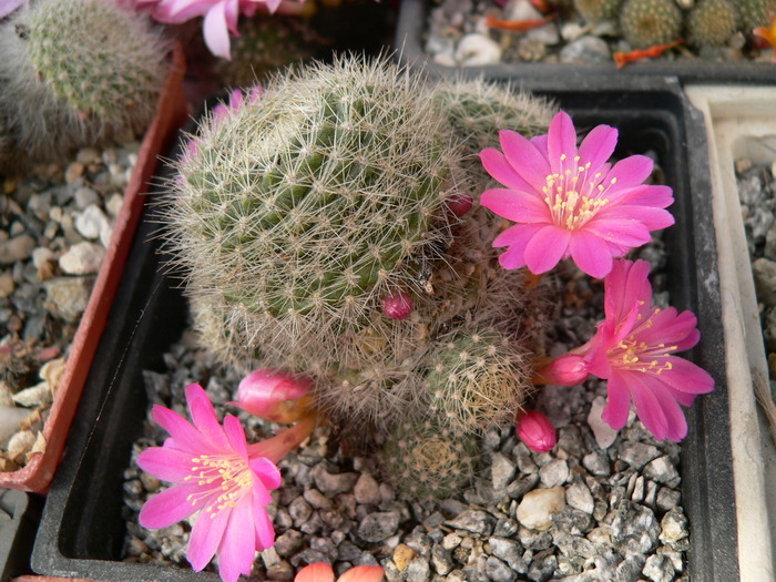 rebutia_xanthocarpa_v.violaciflora - genul Rebutia