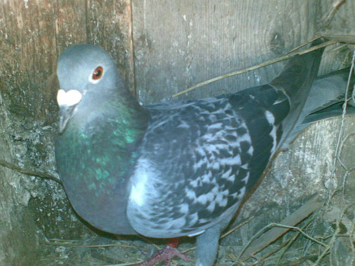 PORUMBEL - Porumbei voiajori