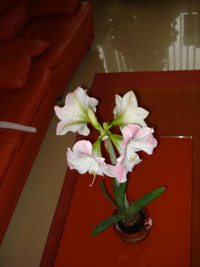 AMARYLLIS - FLORILE MELE