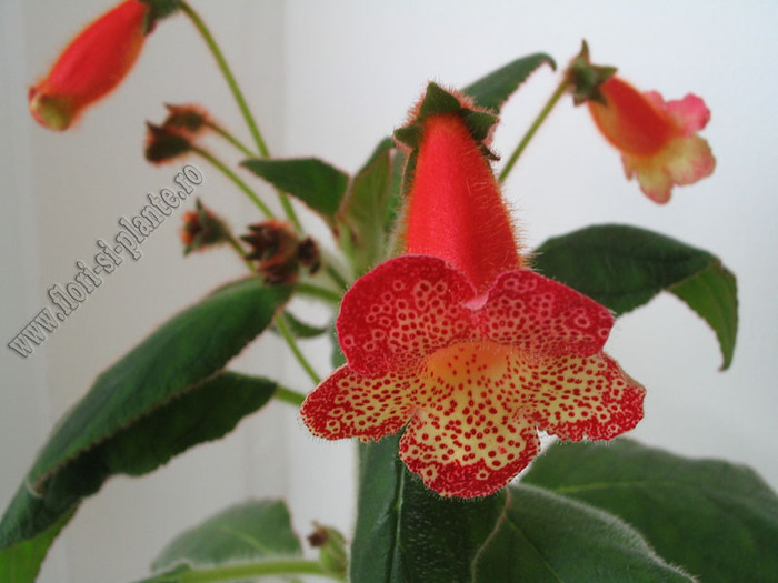 Kohleria Norrsken 2