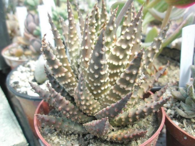 Haworthia pumila - Suculente 2008