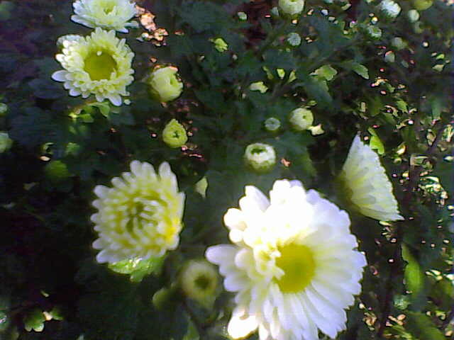 Picture 016 - nu imi mai apartin