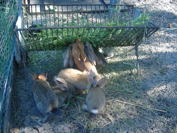 crescatoria in gradina - custile iepurilor