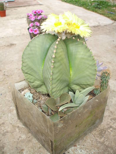astrophitum miriostygma v.strongilogonum sbv. nudum - colectia mea de cactusi