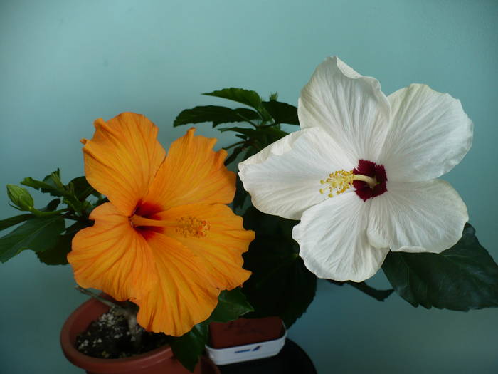 P1110430