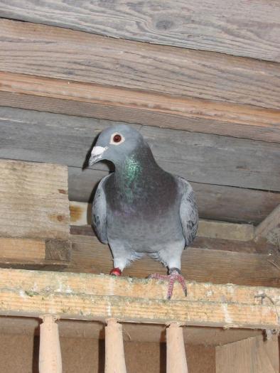 104_0498 - Acum muuuult timp