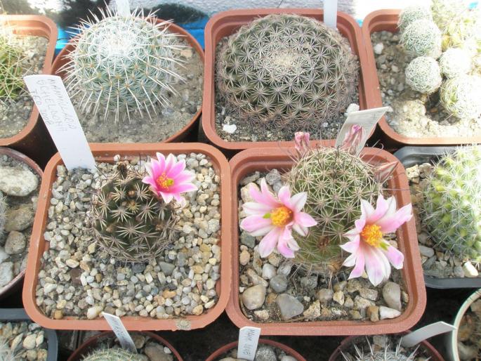 Mammillarii Sheldonii