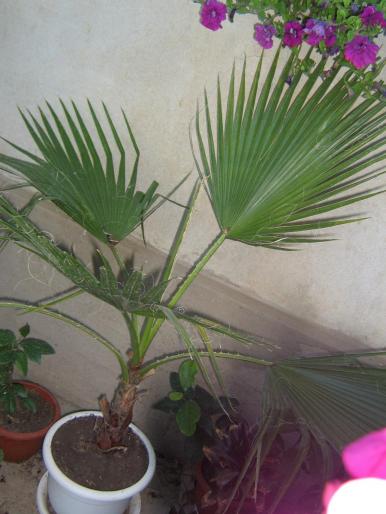 washingtonia - flori diverse