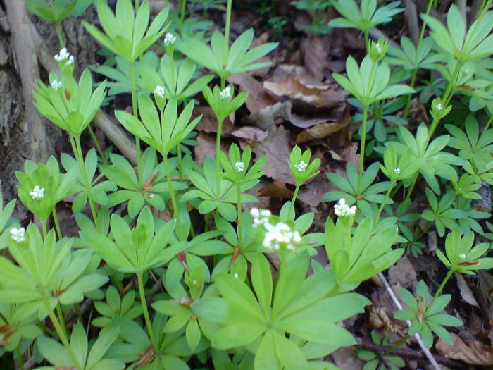 DSC01057 - Flori de camp