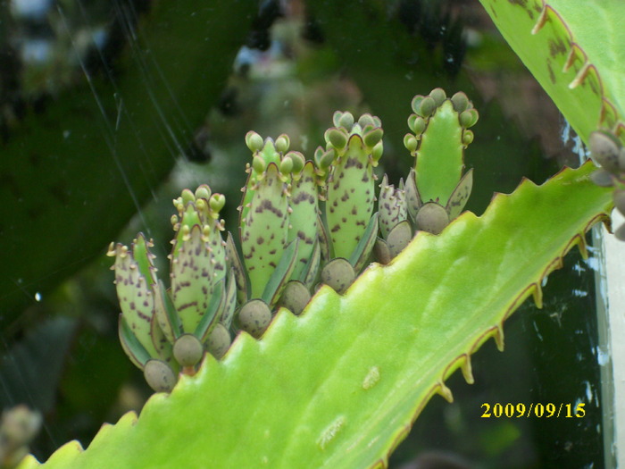 DSCI1212 - plante suculente-cactusi