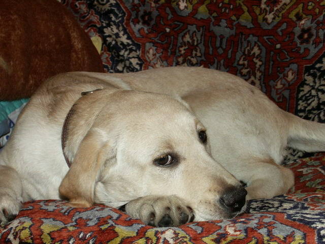 Labrador Retriever; fetita 4 luni
