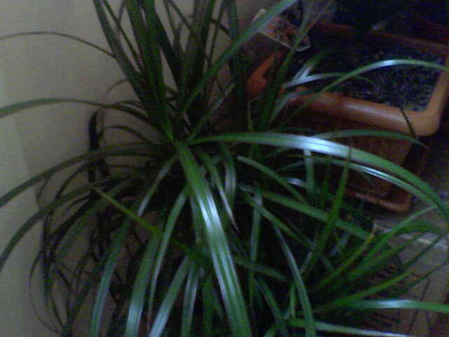 Dracena m