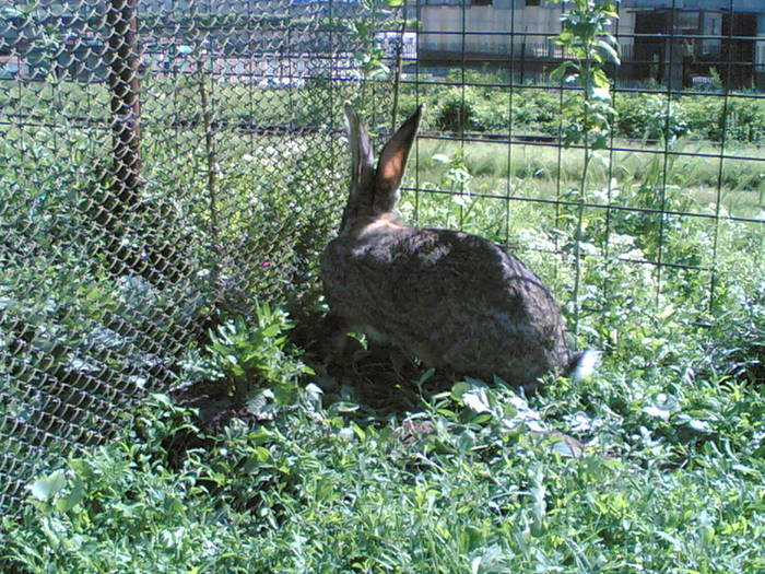 28052006(038) - fostii mei iepuri