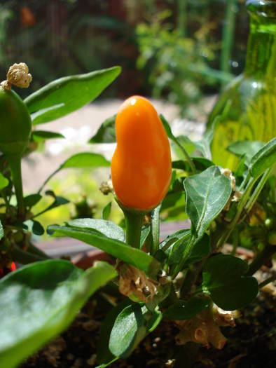 Salsa Orange Pepper (2009, July 28) - Salsa Orange Pepper