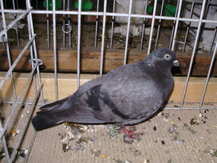 11487 et 0 - 1507 partea 6b