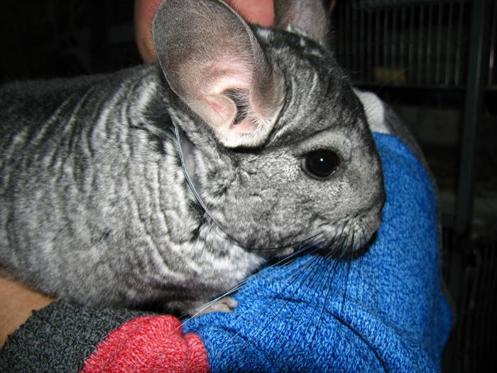 IMG_1040 - Chinchilla