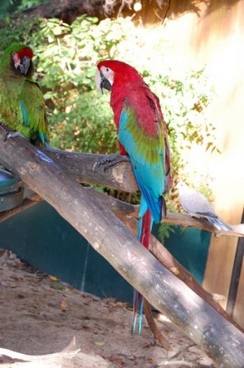 DSC_0057 - zoo amneville