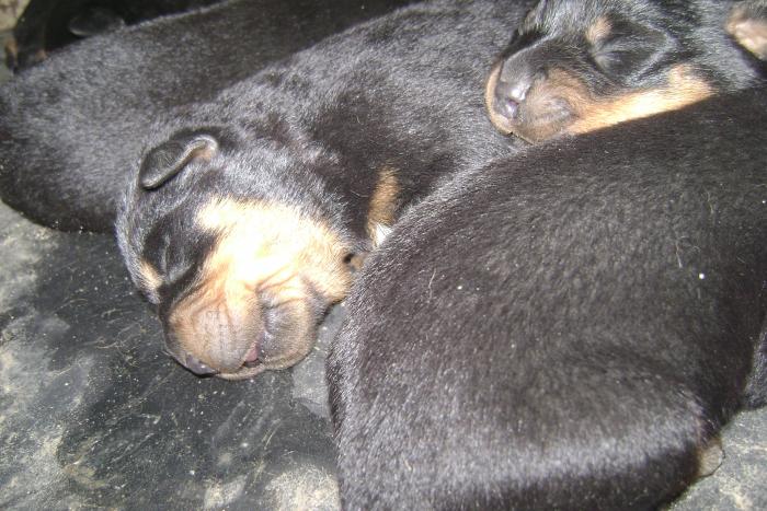 Picture 174 - ROTTWEILER