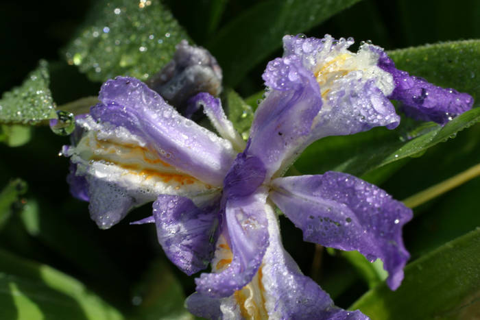 IrisCristataFlower Z1 - IRIS JAPONICA FLOWERS