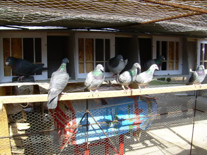 9.01.2009 220; voliera
