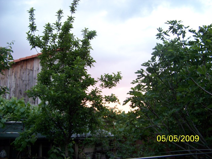 100_1506 - Primavara in curte  Timisoara