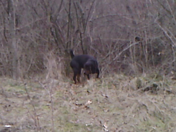 BELLA (4) - ROTTWEILER - BELLA